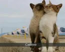 Стикер кошечки