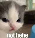 Стикер кошечки