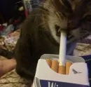 Стикер кошечки