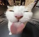 котики