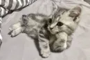 Стикер котики