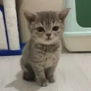Стикер котики