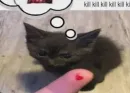 Стикер котики