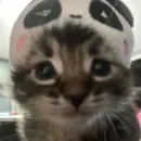 Стикер котики