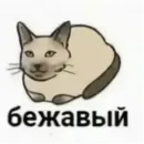 котики