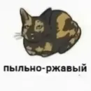 Стикер котики