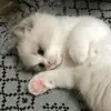 Стикер карман порвался