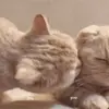 Стикер 💕💕💕