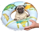 Dogs