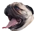 Стикер Dogs
