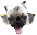 Стикер Dogs
