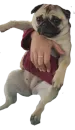 Стикер Dogs