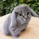 катафеи