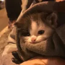 kitten$