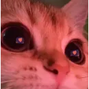 Стикер kitten$