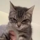 Стикер kitten$