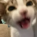 Стикер kitten$