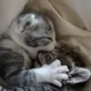 Стикер kitten$