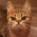 Стикер Кекольников