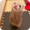 Стикер Хорьки
