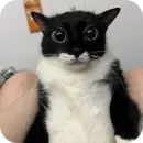 котики