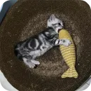 Стикер котики