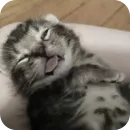 Стикер котики