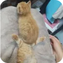 Стикер котики