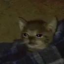 kishku