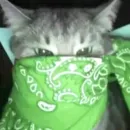 Стикер kishku