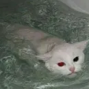 Стикер kishku
