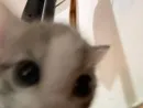 Стикер kitiki