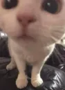 Стикер kitiki