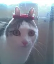 Стикер kitiki