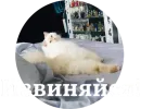Кисюня