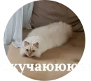 Стикер Кисюня