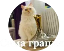 Стикер Кисюня