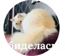Стикер Кисюня