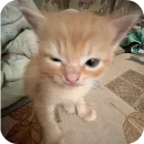 Стикер Котики