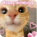 Стикер Котики