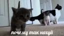 котейки