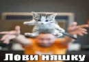 Стикер котейки