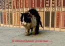 Стикер котейки