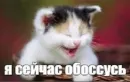 Стикер котейки