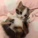kitten kawaii