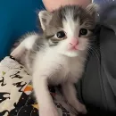 Стикер kitten kawaii
