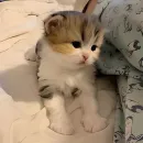 Стикер kitten kawaii