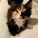 Стикер kitten kawaii