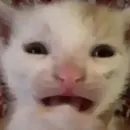 хайповые котики