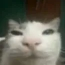 Стикер хайповые котики